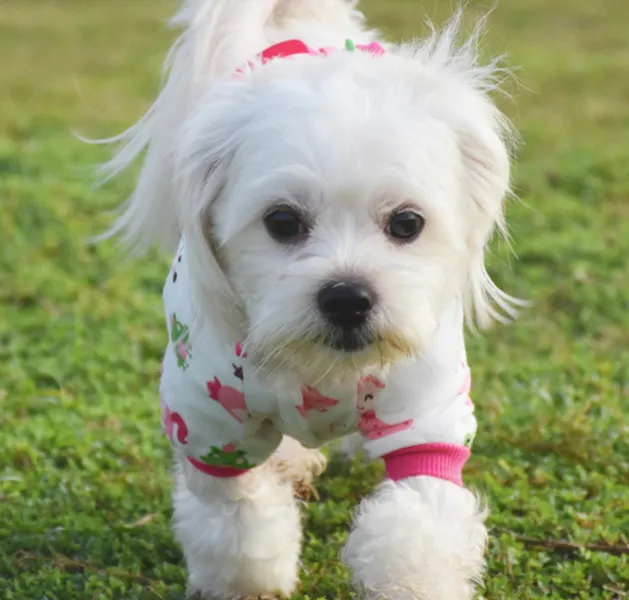 Button-Front Cotton Pajama